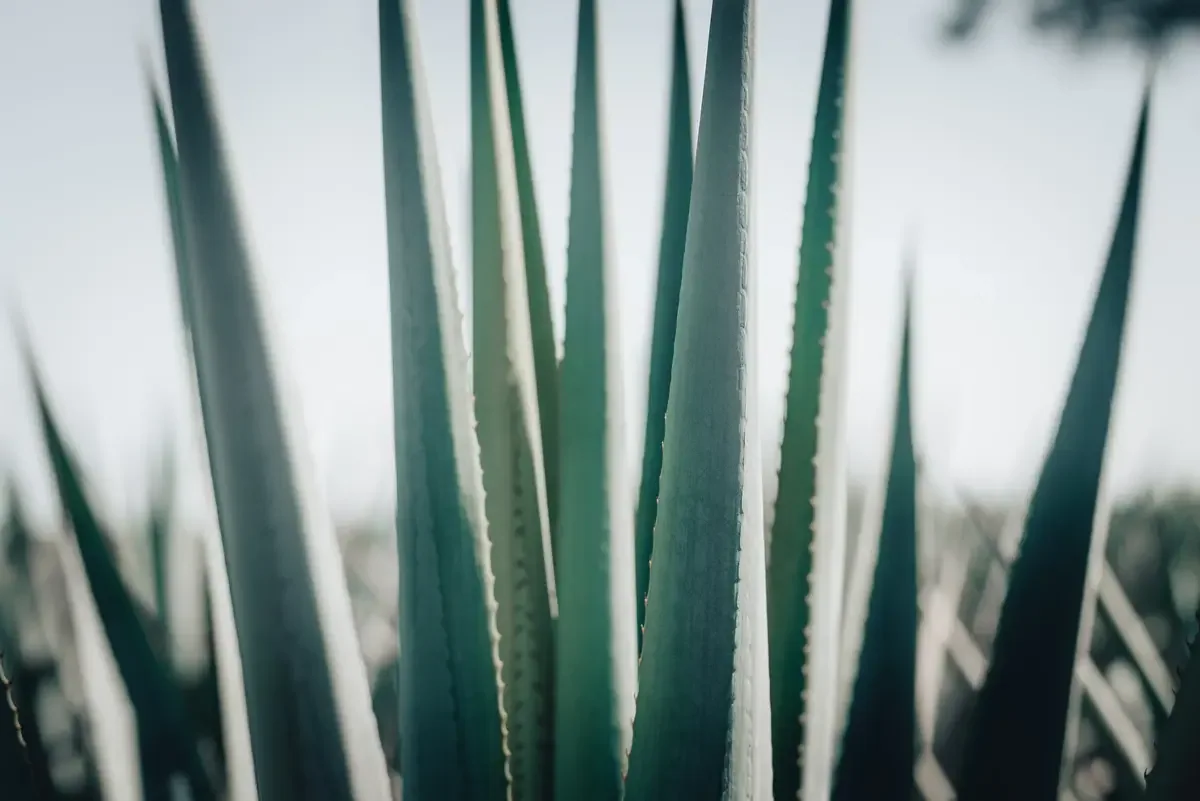 Close-up of Blue Weber agave plants in the Highlands of Jalisco