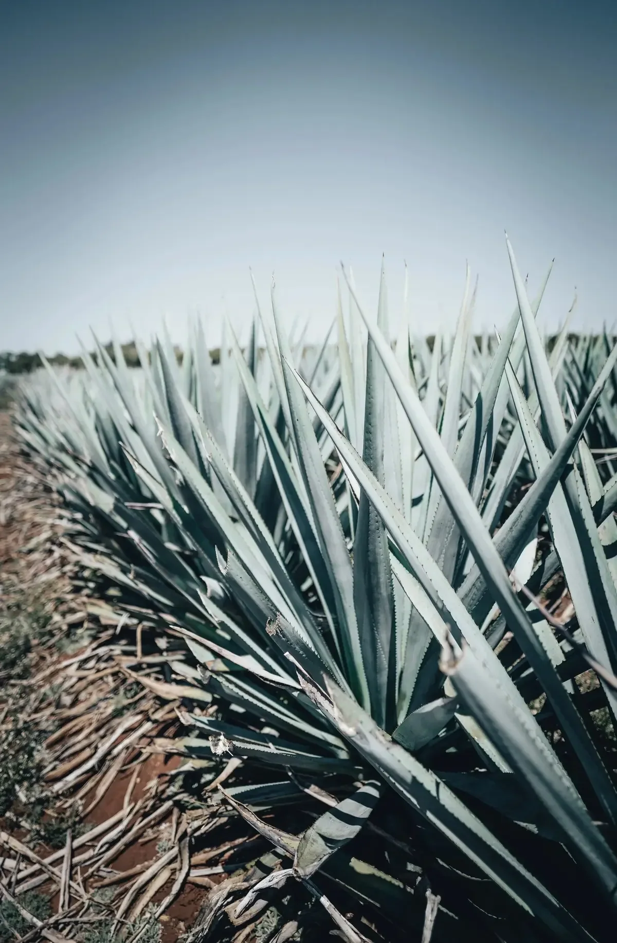 Blue Weber agave field in the Highlands of Los Altos, Jalisco