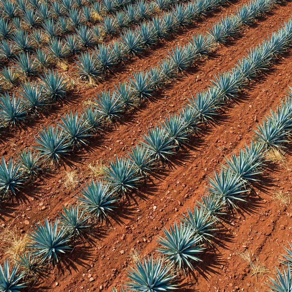 Jalisco agave harvest behind Whiteout Blanco